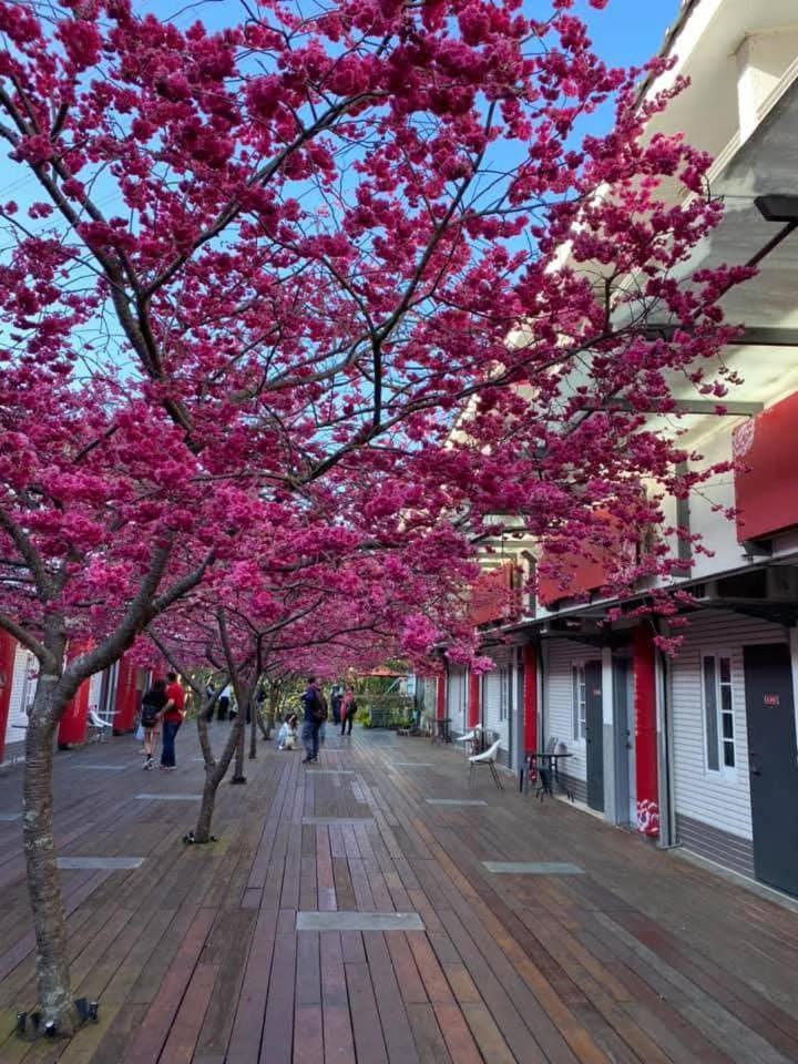 Miaoli Sanyi Shantongyazhu Homestay Exterior foto